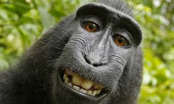 Monkey can't own copyright on selfie, U.S. court rules