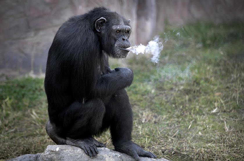Azalea, whose Korean name is â€œDallaeâ€, a 19-year-old female chimpanzee, smokes a cigarette at the Central Zoo in Pyongyang, North Korea on Wednesday, Oct. 19, 2016. Photo: AP/Wong Maye-E