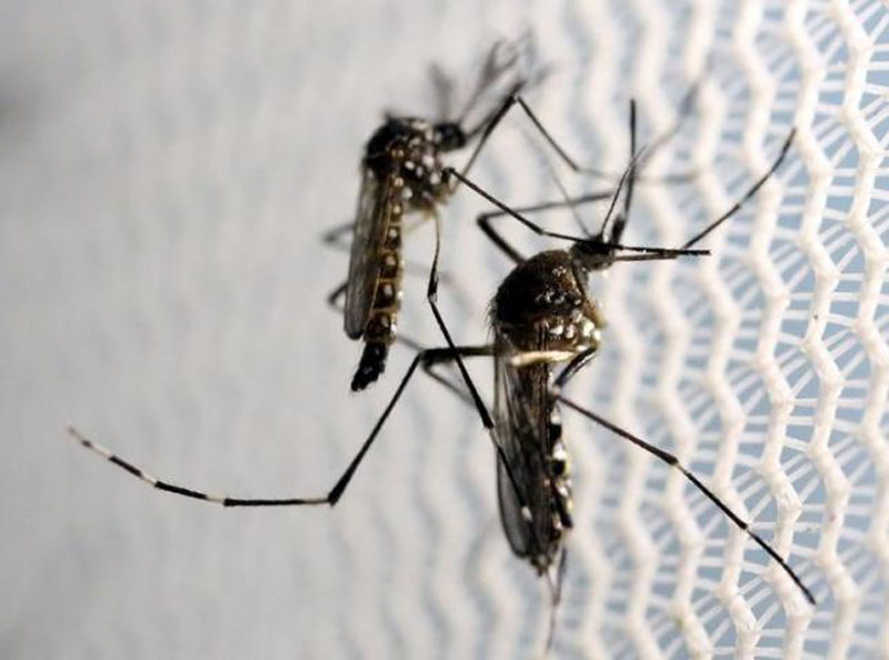 File â€“ Aedes aegypti mosquitoes are seen inside Oxitec laboratory in Campinas, Brazil, on February 2, 2016. Photo: Reuters